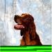 Irish Red Setter Poster Print by The Irish Image Collection 15 x 15