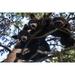 Black Bear (Ursus Americanus) Cubs Resting On The Tree Branches South-Central Alaska; Alaska United States Of America Poster Print by Charles Vandergaw (38 x 24) # 12317860