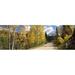 Aspen trees on both sides of a road Old Lime Creek Road Cascade El Paso County Colorado USA Poster Print by - 36 x 12