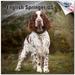 2023 2024 English Springer Calendar - Dog Breed Monthly Wall Calendar - 12 x 24 Open - Thick No-Bleed Paper - Giftable - Academic Teacher s Planner Calendar Organizing & Planning - Made in USA