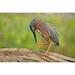 Texas McAllen Green heron studying its feet by Dave Welling (24 x 15)