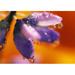 Reflection of Flower in Dew Drops Poster Print by Natural Selection Craig Tuttle 36 x 24 - Large