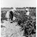 Migrant Workers 1936. /Nmigrant Workers From Delaware Picking Berries In Southern New Jersey. Photograph By Dorothea Lange June 1936. Poster Print by (24 x 36)