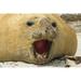 Sea Lion Island Southern elephant seal by Cathy - Gordon Illg (24 x 18)