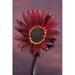 California San Diego Hybrid sunflower at sunset by Christopher Talbot Frank (16 x 24)