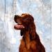 Irish Red Setter Poster Print by The Irish Image Collection 24 x 24 - Large