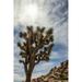 A Yucca brevifolia tree under a bright sunny sky Joshua Tree National Park; California United States of America by