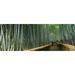 Stepped walkway passing through a bamboo forest Arashiyama Kyoto Prefecture Kinki Region Honshu Japan Poster Print (18 x 7)