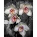 Cymbidium Orchid White Poster Print by Igor Maloratsky (18 x 24)