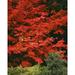 Oregon Mount Hood NF. Bright red leaves of vine maple in autumn contrast with ferns and shrub. Poster Print by John Barger (18 x 24)