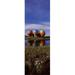 Panoramic Images PPI124112L Reflection of hot air balloons in a lake Hot Air Balloon Rodeo Steamboat Springs Routt County Colorado USA Poster Print by Panoramic Images - 12 x 36