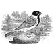Black-Headed Bunting. /Nwood Engraving English By Thomas Bewick (1753-1828). Poster Print by (18 x 24)