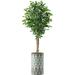 Artificial Tree in Modern Planter Fake Ficus Silk Tree for Indoor and Outdoor Home Decoration - 66 Overall Tall (Plant Pot Plus Tree)