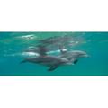 Close-up of two Bottle-Nosed Dolphins (Tursiops truncatus) swimming in sea Sodwana Bay South Africa Poster Print (27 x 9)