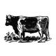 Cow 19Th Century. /Nmetal Typefounder S Cut By The United States Type Foundry James Conner S Sons New York Mid Or Late 19Th Century. Poster Print by (18 x 24)