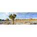 Joshua tree (Yucca brevifolia) forest in winter Joshua Tree National Park California USA Poster Print (36 x 12)