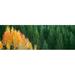 Aspen trees in a forest Taggart Lake Grand Teton National Park Wyoming USA Poster Print (36 x 12)