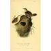 Birds of America 1844 Short-billed Marsh Wren Poster Print by J.J. Audubon (18 x 24)
