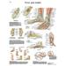 Paper Anatomical Charts - Foot & Ankle - 1 Each / Each - 12-4608P