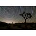 Star trails and Joshua trees in Joshua Tree National Park California Poster Print (34 x 22)