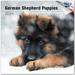 2023 2024 German Shepherd Puppies Calendar - Dog Breed Monthly Wall Calendar - 12 x 24 Open - Thick No-Bleed Paper - Giftable - Academic Teacher s Planner Calendar Organizing & Planning - Made in USA