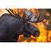 Posterazzi Close Up of A Bull Moose in Rut in Late Evening Kincaid Park Anchorage Alaska Autumn Poster Print by Michael Jones - 38 x 24 - Large