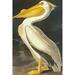 American White Pelican Poster Print by John James Audubon