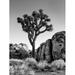 California-Joshua Tree National Park-Joshua tree lit by early morning sun by Ann Collins (18 x 24)