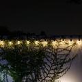 Alpine Corporation 89 Indoor/Outdoor 10-Pin Edison Bulb Shell LED String Lights Warm White
