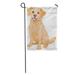 KDAGR Red Labrador of Cute Golden Retriever Dog Puppy Cartoon Tongue Garden Flag Decorative Flag House Banner 12x18 inch