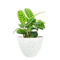 La Jolie Muse Flower Pots Outdoor Indoor Garden Planters Plant Pots Containers with Drain Hole Speckled White (8.6 inch 1 Pack)