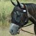 22CE Horse Size Cashel Quiet Ride Horse Fly Mask Standard Black