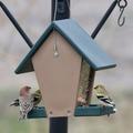 Songbird Essentials Hopper Feeder Recycled Plastic Wild Bird Feeder for Bird Seed 6 Cup Capacity