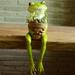 Resin Frog Pot / Bonsai Planter / Flower Pot / Multipurpose Succulent Planter - Sitting Frog