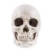 Simulation Resin Lifesize 1:1 Human Skull Model Medical Anatomical Tracing Teaching Skeleton Halloween Decoration Statue