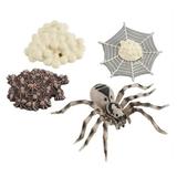 1 Set Spider Life Cycle Stages Classroom Teaching Accessories Educational Toy for Kids Student Teacher Teaching Aids