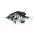 Savage Gear Pulse Tail Bluegill LB White Gill