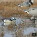 GHG Decoy Systems Life-Size Blue Winged Teal Duck Decoys 6 Pack