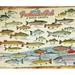 Cobble Hill 1000 Piece Puzzle - Freshwater Fish of North America - Sample Poster Included