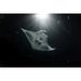 A manta ray feeds at night under a strong light that resembles moonlight Maldives. Poster Print by Brook Peterson (34 x 22)