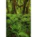 Big Leaf Maple tree draped with Club Moss-Hoh Rainforest-Olympic National Park-Washington State Poster Print - Adam Jones (18 x 24)
