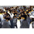 Southern Ocean-South Georgia-Picture of a group of king penguins Poster Print - Ellen B. Goff (24 x 18)