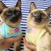 Cheers.US Cats Recovery Suit Super Soft Wear Resistant Cotton Cat Surgical Recovery Suit Pet Apparel Breathable Eye-catching Soft for Cat Kitty and other Small Animals