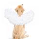Pet Halloween Costume Cosplay Angel Devil Black White Wing for Dog Cat Rabbit Piggy - Funny Gift at Halloween Party Anime Theme Birthday Christmas