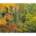 USA-Washington State-Easton and fall colors on Big Leaf Maple and Vine Maple Poster Print - Sylvia Gulin (36 x 24)