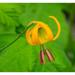 Washington State-Central Cascades-Columbia Tiger Lily wildflower Poster Print - Jamie and Judy Wild (12 x 11)