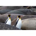 Southern Ocean-South Georgia-King penguins-elephant seals Poster Print - Ellen B. Goff (36 x 24)