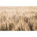 Dakota Wheat Fields Poster Print - Nathan Larson (24 x 18)