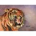 Eye Of The Tiger Poster Print - Gene Rizzo (36 x 24)