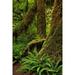 Ferns and Big Leaf Maple tree draped with Club Moss-Hoh Rainforest-Olympic National Park Poster Print - Adam Jones (24 x 36)